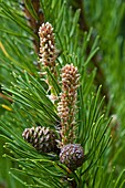 Mountain Pine, Pinus mugo