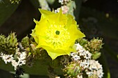 Englelman's Prickley Pear Cactus Opuntia englemanni