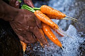 Farmer's hand washing freshly picked organic carrots