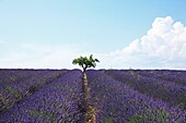 Lavender field, France, Provence, Valensole