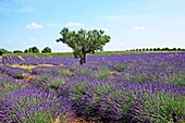 Lavender field, France, Provence, Valensole