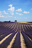 Lavender field, France, Provence, Valensole