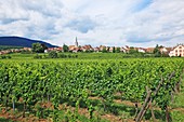 France, Alsace, Route du Vin d'Alsace, Andlau