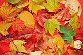 Assorted autumn leaves Swizterland, Canton Baselland