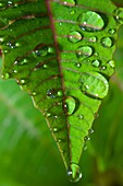 Poinsettia leaf with water droplets