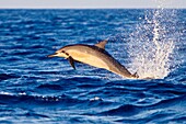 Hawaiian spinner dolphin, Stenella longirostris, jumping, Kona, Big Island, Hawaii, USA, Pacific Ocean