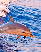 pantropical spotted dolphin, Stenella attenuata, baby, jumping out of boat wake at senset, Kona, Big Island, Hawaii, USA, Pacific Ocean