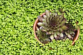 Sempervivum tectorum Houseleek