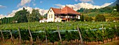 Wine cellar in the Balaton hills vineyards, Balaton, Hungary