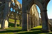 Rievaulx Abbey main aisle arches and windows North Yorkshire, England