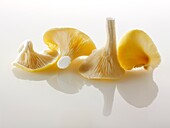 Raw fresh Yellow Oyster mushrooms