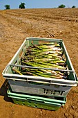 Fresh English Asparagus in a field
