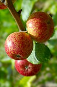 Faxton Fortune red apples on the tree