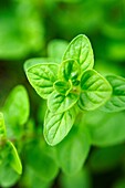 Fresh oregano leaves