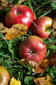 Fallen autumn red apples in an apple orchard