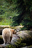 North America, Canada, British Columbia, Princess Royal Island, Great Bear Rainforest Kermode Black Bear