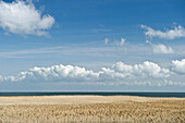 Reeds field, Kampen, Sylt, Schleswig-Holstein, Germany