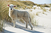 Sheep at sandy beach, List, Sylt, Schleswig-Holstein, Germany