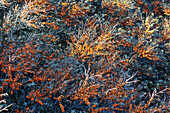 Sea Buckthorn, Nature Reserve of the Bay of Somme, Somme (80), France