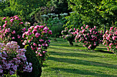 The Contemporary Garden and Rose Garden at the Chateau De Miserey, Eure (27), France