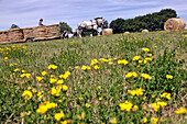 Collecting Hay Bales, Working in the Fields with a Harnessed Team of Percheron Horses, Jean-Louis Lefrancois' Farm, Condeau, Perche, Orne (61), France