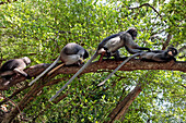 Gibbon Apes, Khao Sam Roi Yot National Park, Prachuap Khiri Khan Province, Thailand, Asia