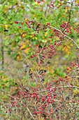 Wild Red and Black Berries, Private Forest near the Marquenterre Park, Somme (80), France