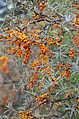 Sea Buckthorn, Private Forest near the Marquenterre Park, Somme (80), France