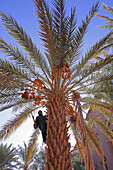 Harvesting Dates, Amzrou, Morocco, Maghrib, Africa