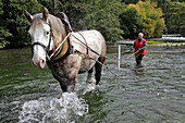 Using a Percheron Horse and Harrow to Clear and Unblock the Huisne River, Saint-Jean-Pierre-Fixte, Eure-Et-Loir (28), France