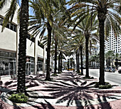 Palm Trees on a Sidewalk, Miami Beach, FL, US