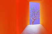 Orange Corridor Leading to a Tree, San Jose los Cabos, Baja California, Mexico