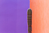 Cactus Against Contrasting Walls, San Jose los Cabos, Baja California, Mexico