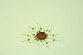 Bean sprouts arranged around slice of dried lotus root depicting sperm surrounding ovum