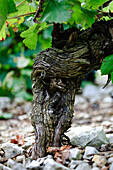 Gnarled vine stock shaded with leafy canopy of new growth