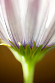Flower, close-up of peduncle