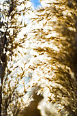 Seedheads of dried reeds backlit by bright autumn sun