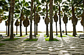 Palm trees in seaside park