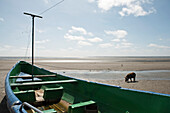 South America, Amazon, boat stranded on beach, pig in background