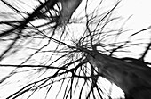 Bare trees, low angle view, b&w