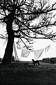 Tree, clothesline and dog, b&w
