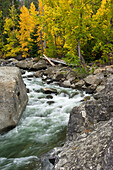 Stream in Forest With Autumn Leaves, Washington, USA