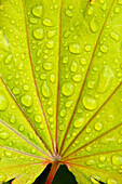Green Leaf With Dew Drops, Close-Up