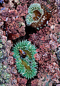 Sea Anemone, Close-Up