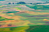 Rolling Landscape of Green Fields, Washington, USA