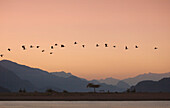 Flock of Canadien Geese Flying Over Water With Mountains in Background at Sunset, Silhoutte, Harrison Springs, British Columbia, Canada