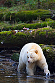 Kermode Bear Hunting For Food in River