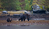 Grizzly Bear and Cub, British Columbia, Canada