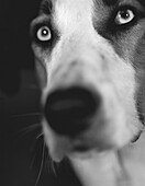 Dog Face Close-up