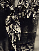 Plant With Open Pods, Ambrotype